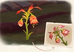原神悼灵花多久刷新一次材料采集攻略
